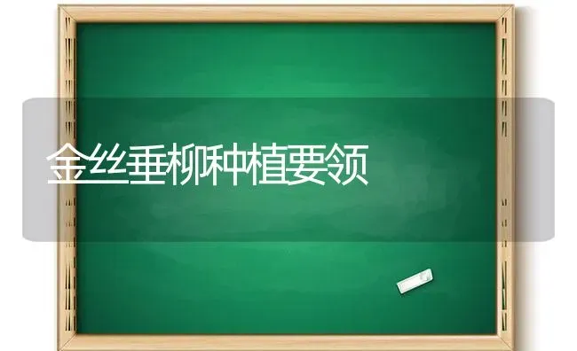 金丝垂柳种植要领 | 植物种植百科