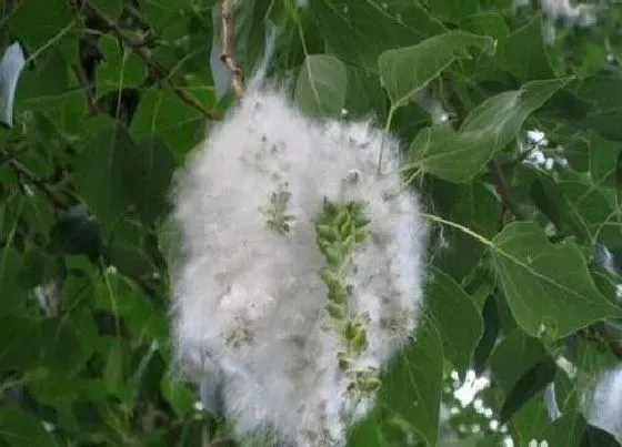 植物百科|杨树有种子吗