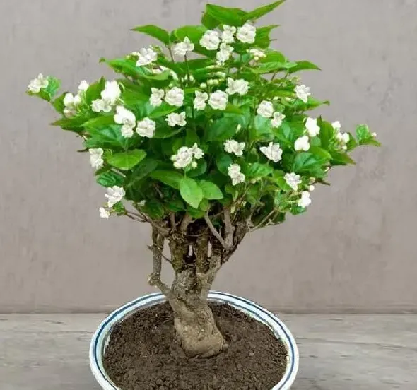 叶蔫|茉莉花叶子蔫了怎么办 打蔫原因及补救方法