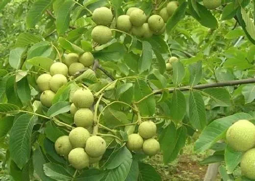 植物修剪|核桃树怎么剪枝 修剪方法及图解