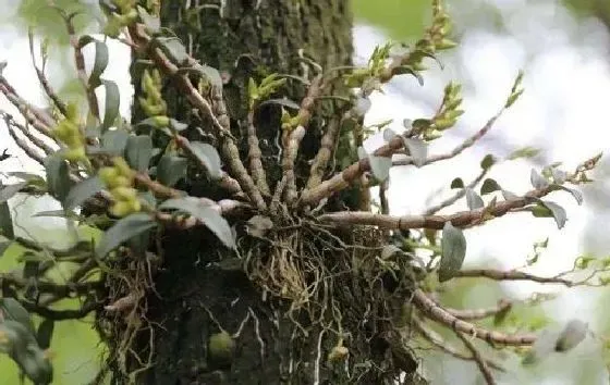 植物百科|石斛和铁皮石斛一样吗 是同一种东西吗[区别]