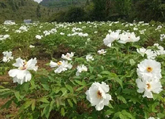 花期|油牡丹花期是什么时候