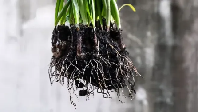 植物施肥|微生物菌剂有生根作用吗，促进作物植物根系生长的作用）