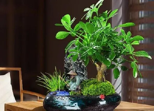 养殖科普|七叶莲好养活吗