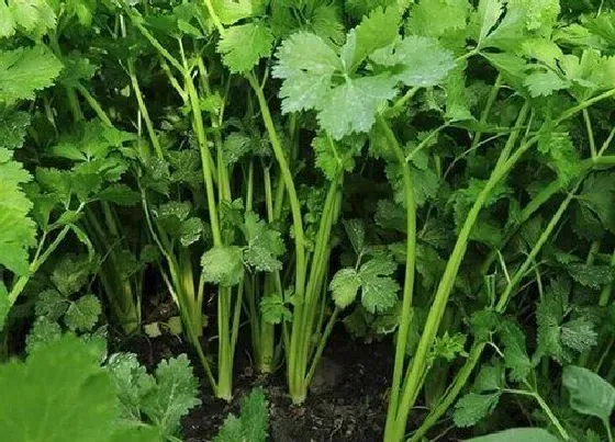 植物种类|芹菜是植物吗 属于伞形科植物