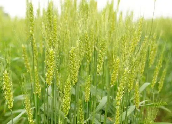 植物文学|农作物的生长过程