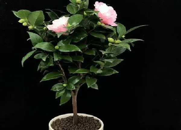 养殖科普|山茶花怕晒吗 怕阳光晒吗
