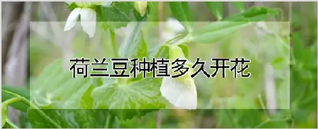 荷兰豆种植多久开花 | 农业科普