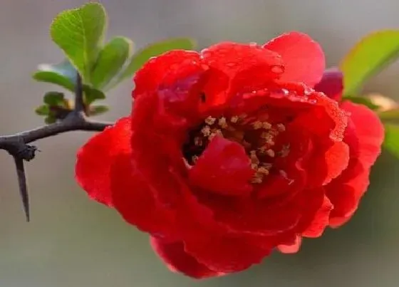 开花时间|日本海棠多久开花