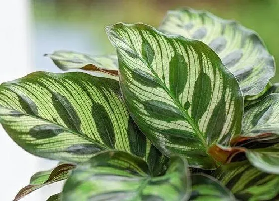 植物百科|孔雀竹芋开花吗 开花的好兆头与寓意