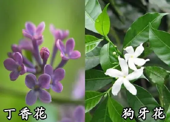 植物种类|丁香花和狗牙花是一种花吗