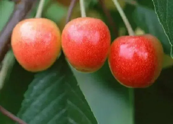 果实科普|三四月份什么水果是最当季（适合春天吃的水果品种）