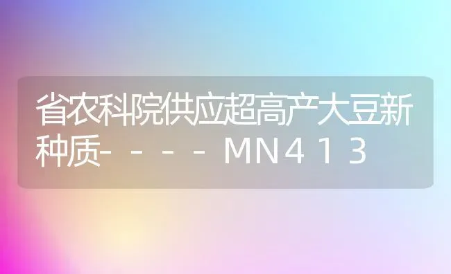 省农科院供应超高产大豆新种质----MN413 | 粮油作物种植