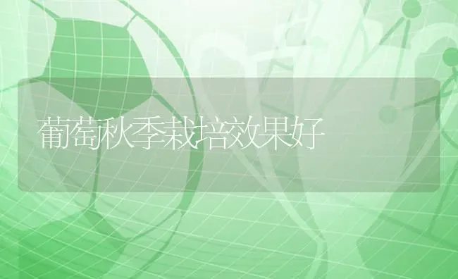 葡萄秋季栽培效果好 | 瓜果种植