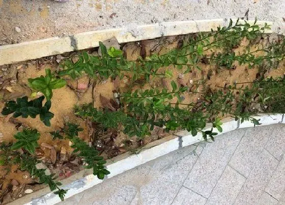 植物百科|冬青树又叫什么树