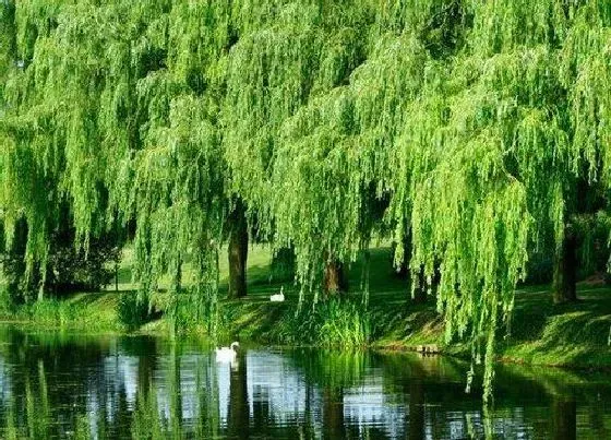 植物种类|垂柳是落叶植物吗