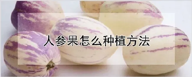 人参果怎么种植方法 | 种植技术