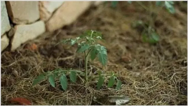 番茄定植后的管理技术介绍 | 农业科普