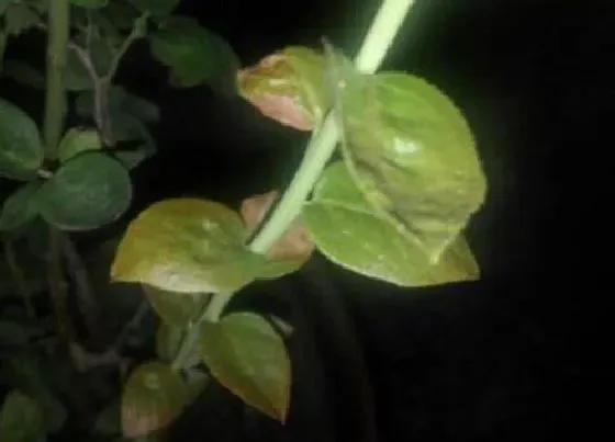 枯萎|蓝莓枯萎怎么办