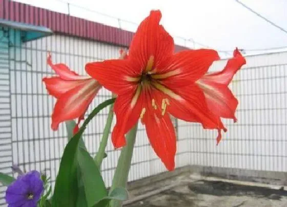 开花时间|对红多久开花 养多长时间开花
