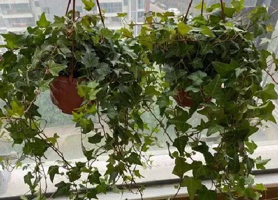 植物排行|耐阴爬藤植物有哪些