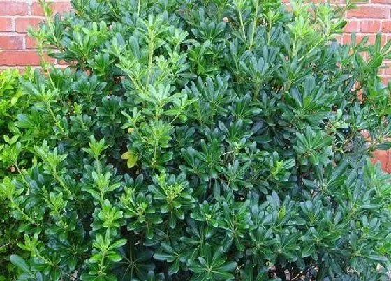 植物种类|海桐是草本还是木本