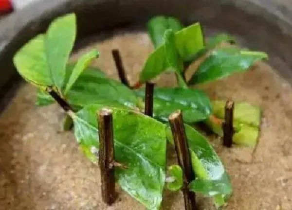 植物扦插|百日红什么时候扦插最合适