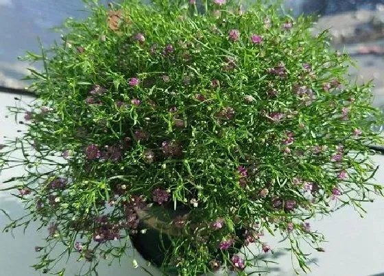 种植管理|满天星种植时间与生长周期