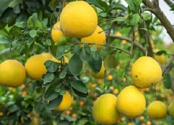 植物施肥|红蜜柚施什么肥最好