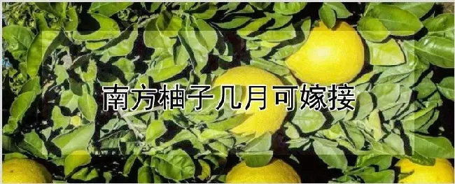 南方柚子几月可嫁接 | 农业技术