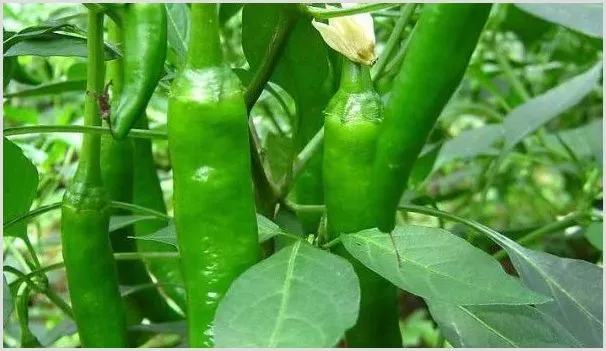 辣椒什么时候施肥好 | 种植技术