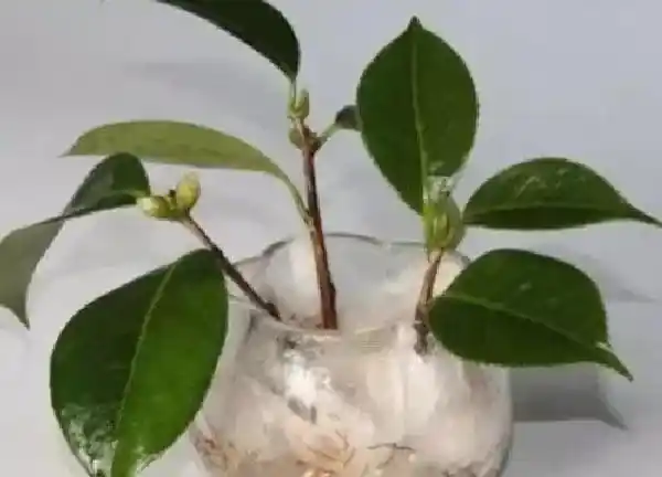 植物扦插|茶花可以扦插吗