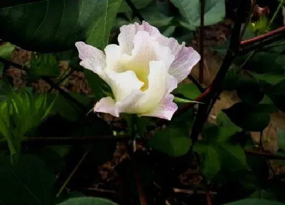 果实科普|棉花果实类型