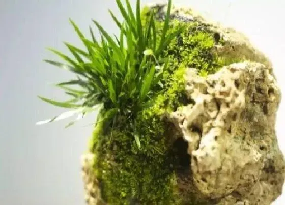 种植土壤|金钱菖蒲配土方法与种植土壤