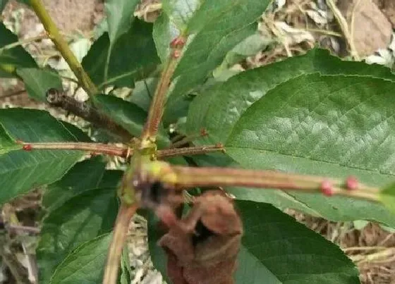 植物虫害|樱花树钻心虫防治方法