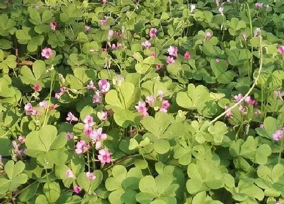 植物百科|草头又叫什么名字