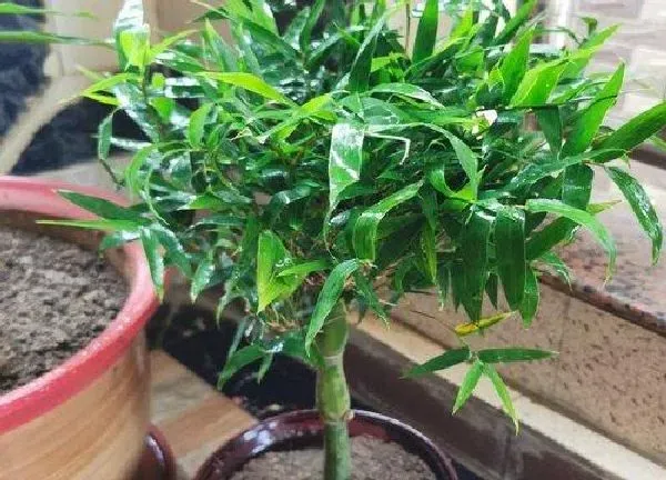 植物浇水|竹子要经常浇水吗
