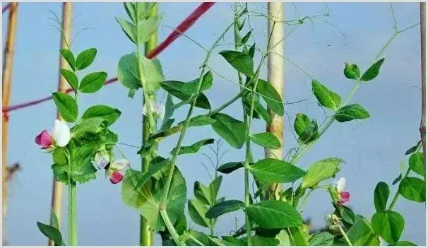 豌豆开花期浇水好吗 | 种植资料