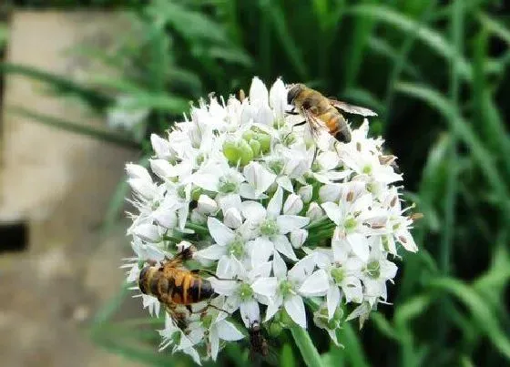 植物百科|韭菜花是什么季节的菜
