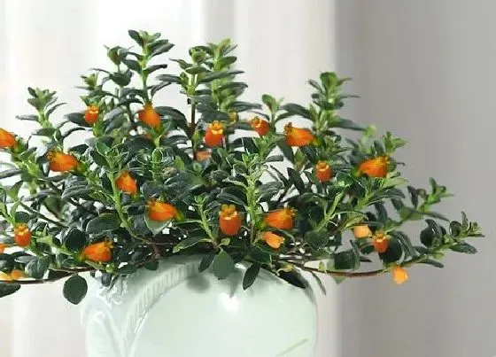 花语|金鱼花的花语是什么