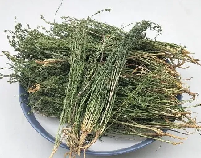 功效常识|百蕊草的功效与作用及吃法禁忌