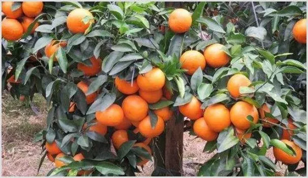 沃柑花芽分化时间 | 耕种资料