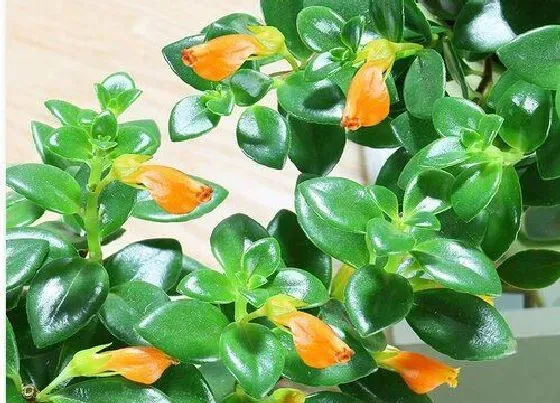 花语|金鱼花的花语是什么