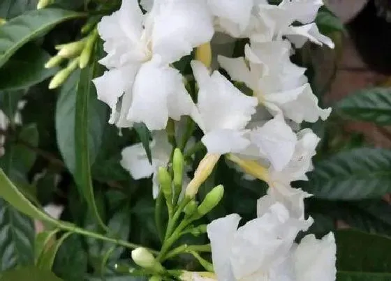 花期|水晶茉莉一年开几次花