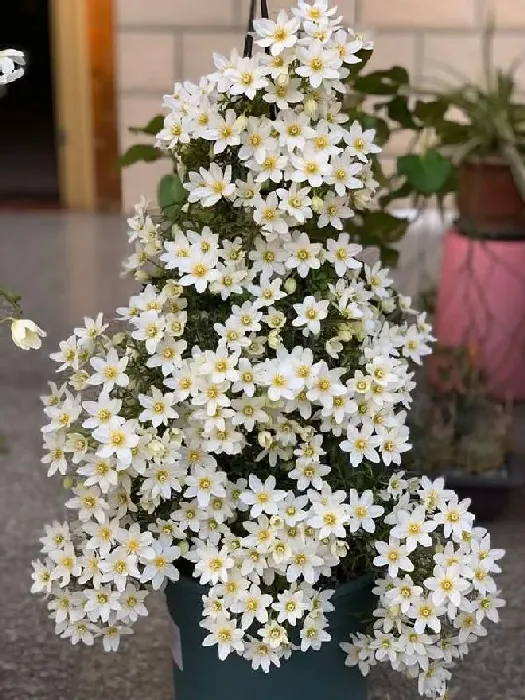 植物种类|推荐必买铁线莲三类勤花（最好养花期长又抗病铁线莲品种）