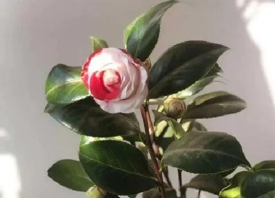 花朵|山茶花花骨朵的样子 多久开花