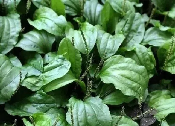 植物排行|长在水里的植物有哪些