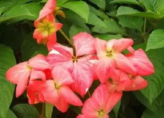 花语|粉纸扇的花语是什么寓意 象征着什么意思