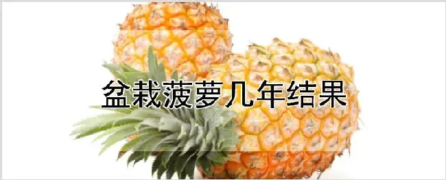 盆栽菠萝几年结果 | 农业技术