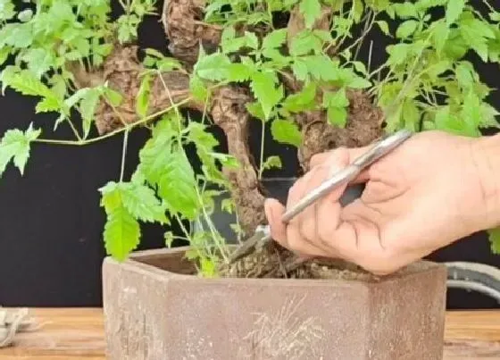 植物百科|黄荆开花吗 开什么颜色花